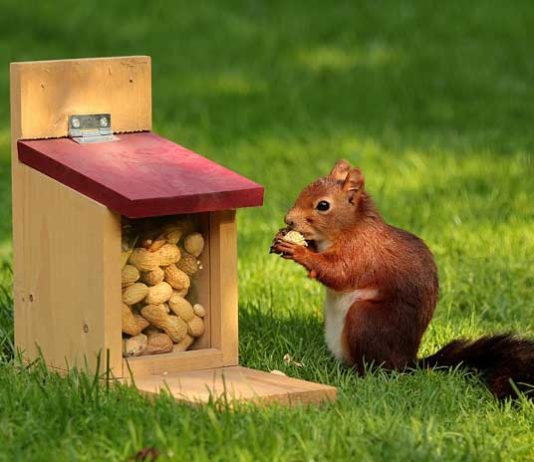 squirrel day 2023 Squirrel Appreciation Day 2021 Images, Quotes, Memes, Photos