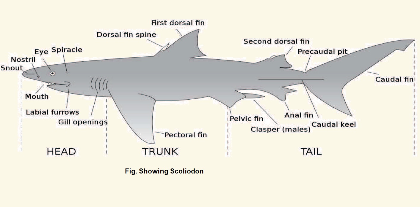 Scoliodon - Dogfish, Classification and Characteristics