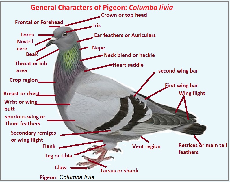 Pigeon (Columba livia) General Characters Biology