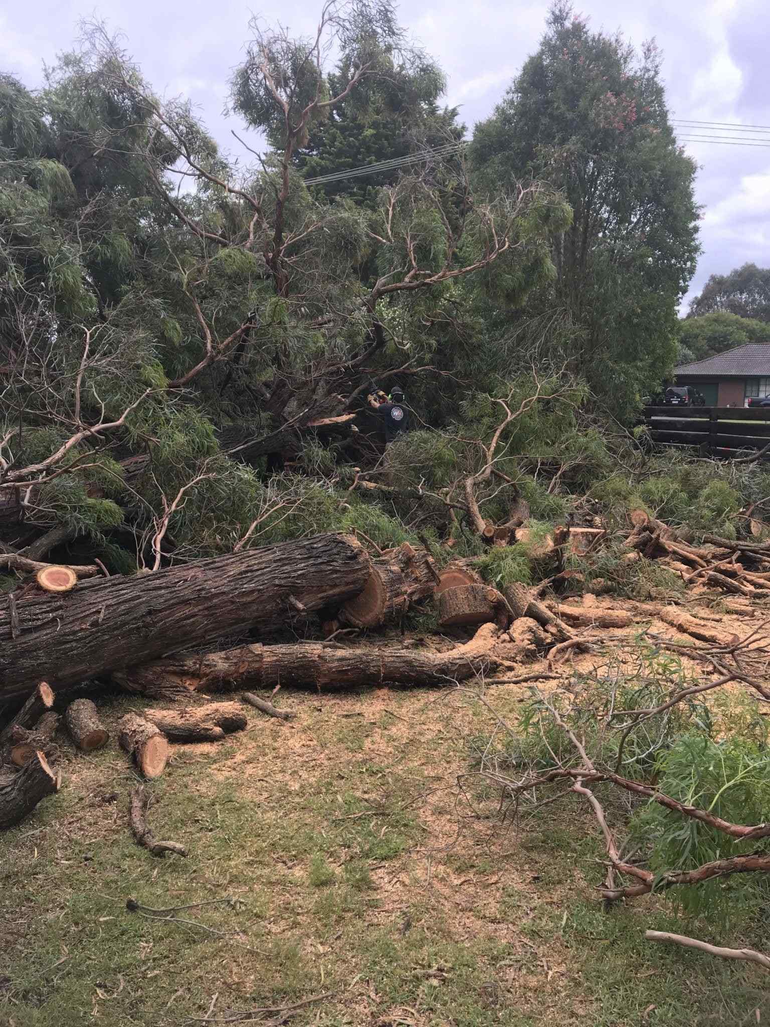 Tree Removal & Trimming Services in Melbourne Arborist