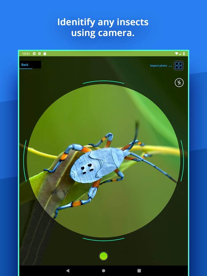 Bug Photo Identifier App IHSANPEDIA