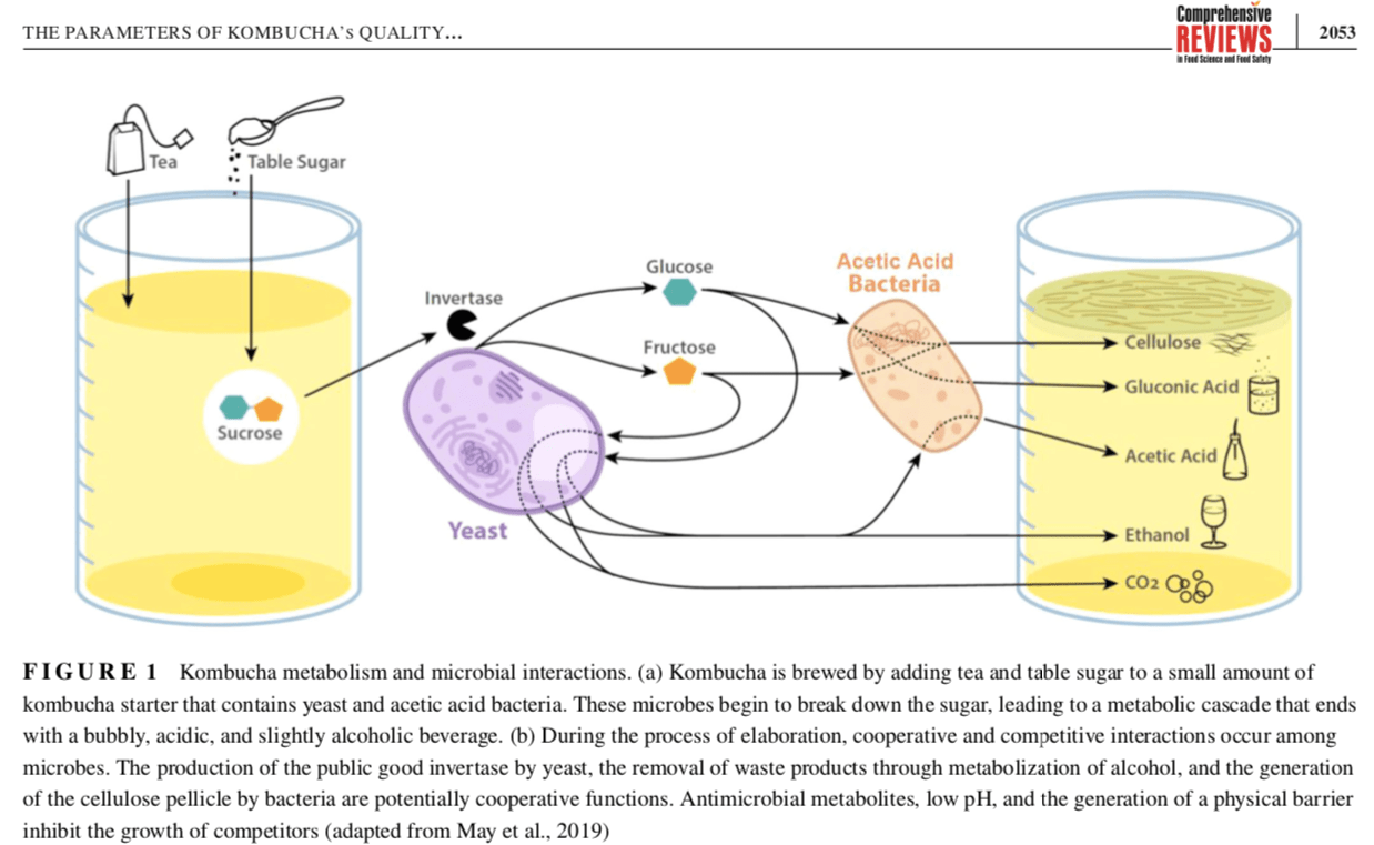 Kombucha is not naturally probiotic. Food Microbiology Academy