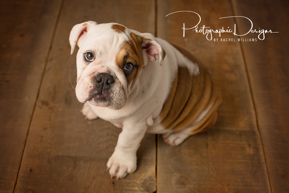 Tulsa Pet Portrait Session Tulsa OK Photographic Design