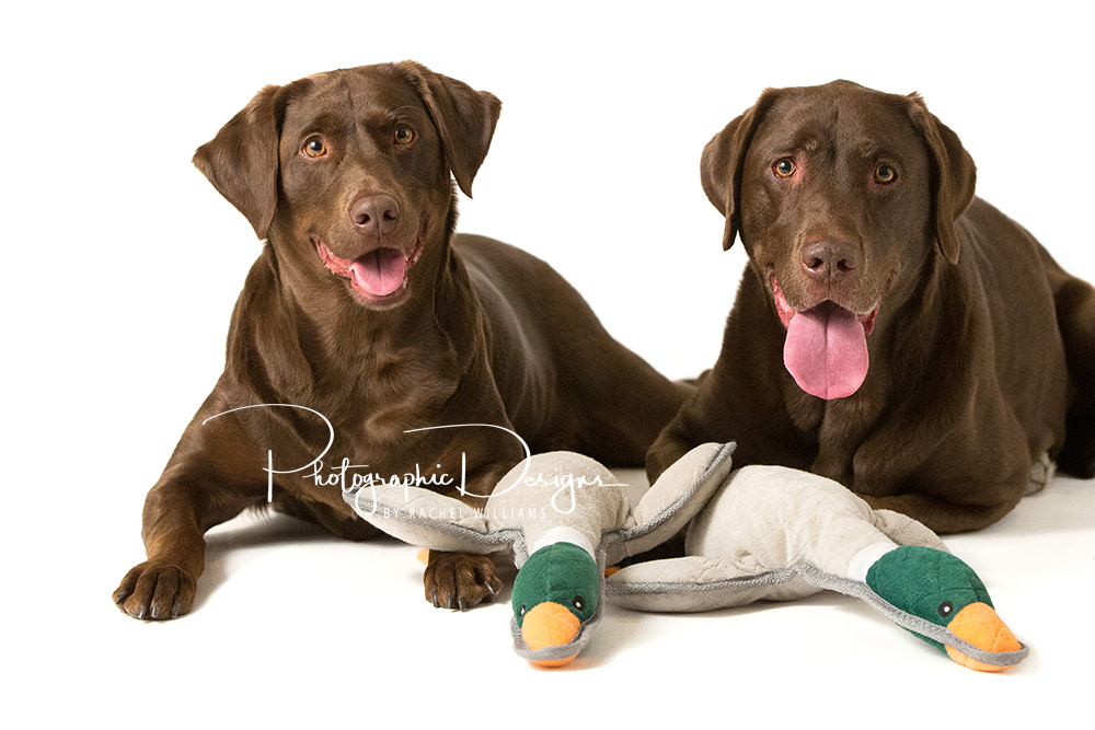 Tulsa Pet Portrait Session Tulsa OK Photographic Design