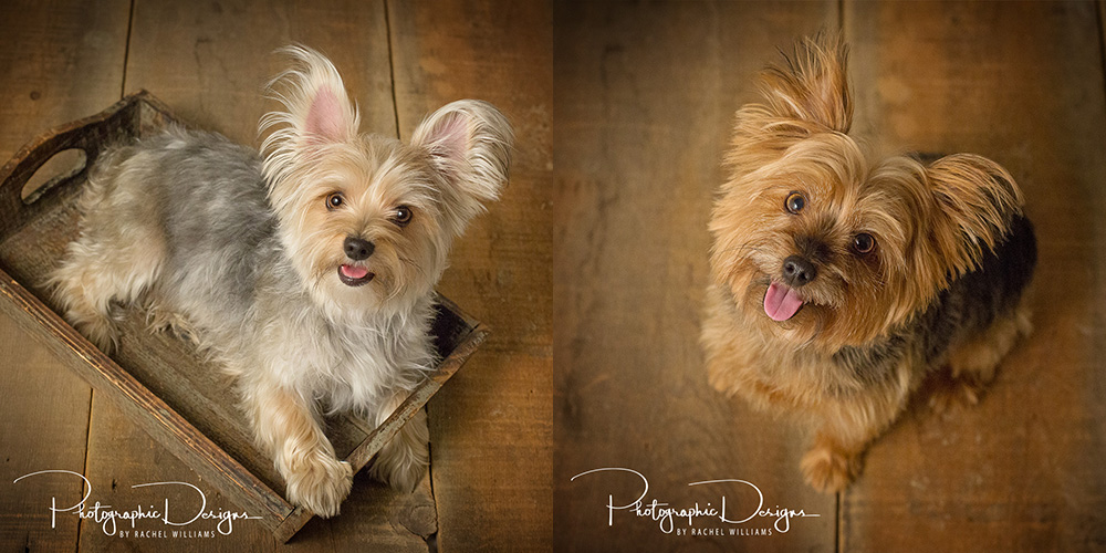 Tulsa Pet Portrait Session Tulsa OK Photographic Design