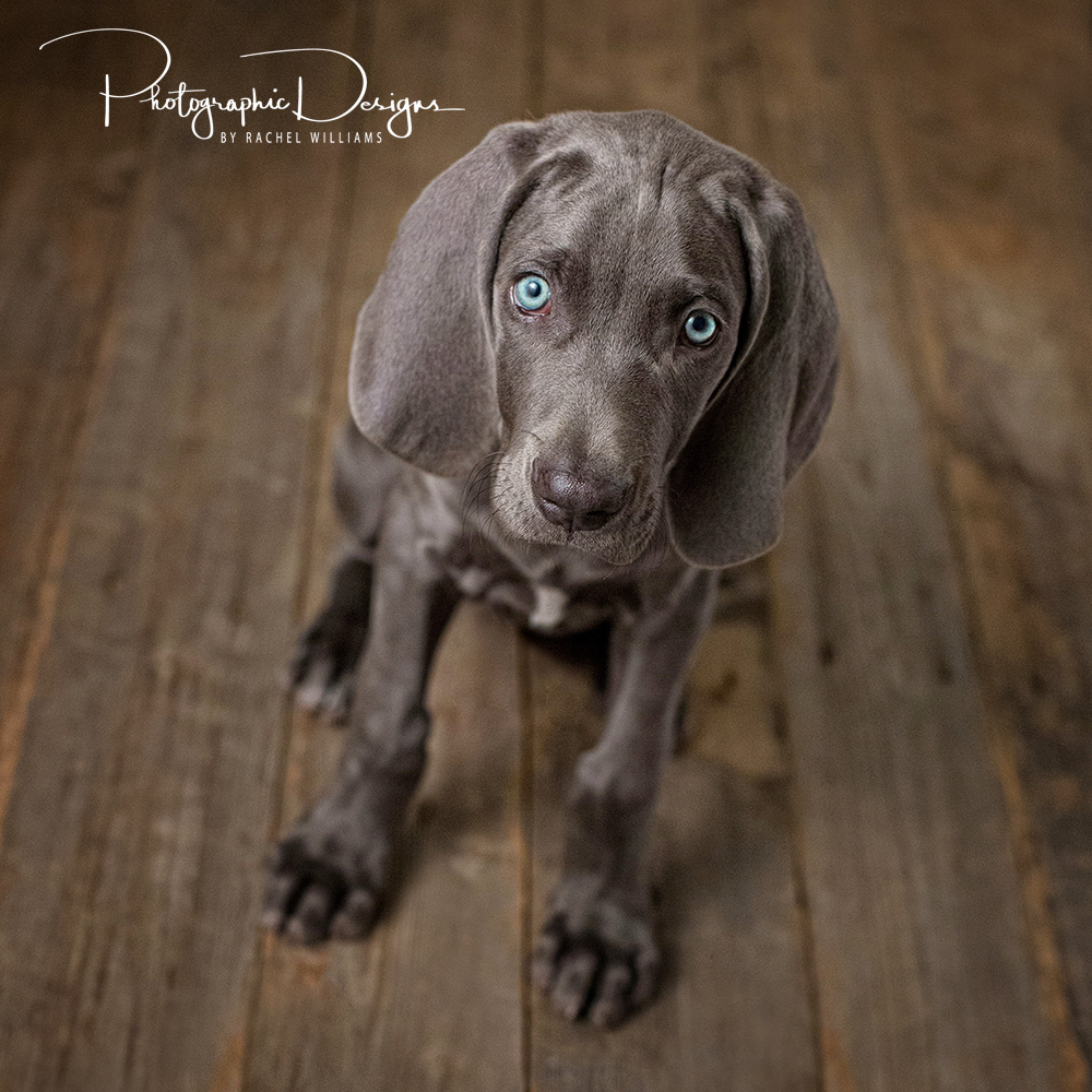 Grey Tulsa Pet Portraits with Photographic Designs