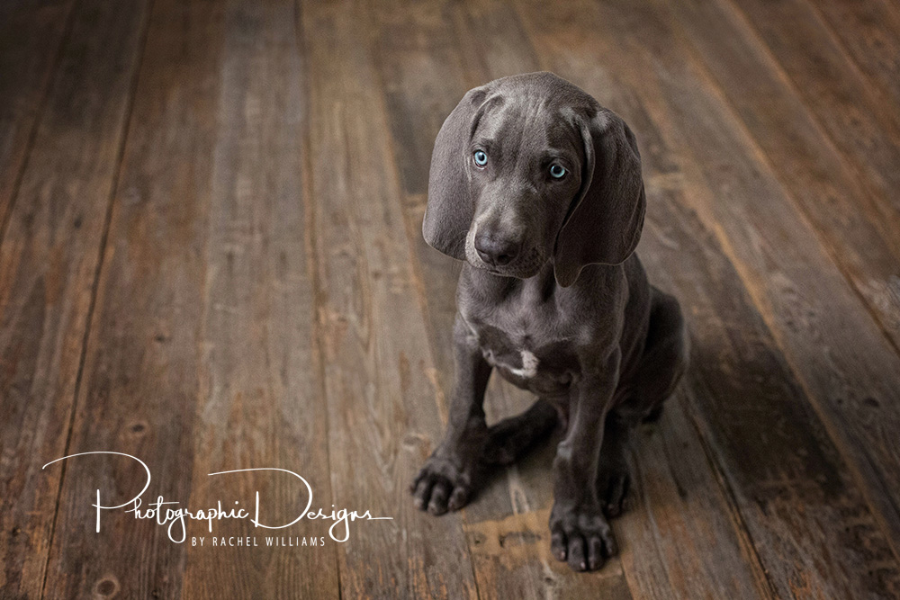 Grey Tulsa Pet Portraits with Photographic Designs