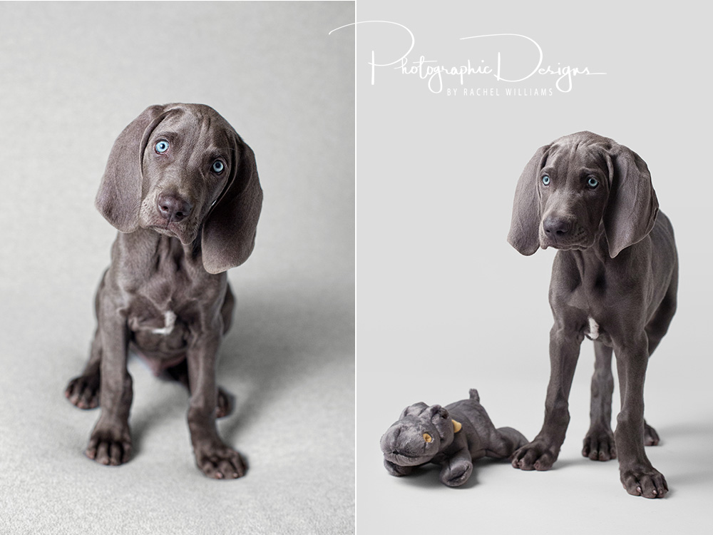 Grey Tulsa Pet Portraits with Photographic Designs