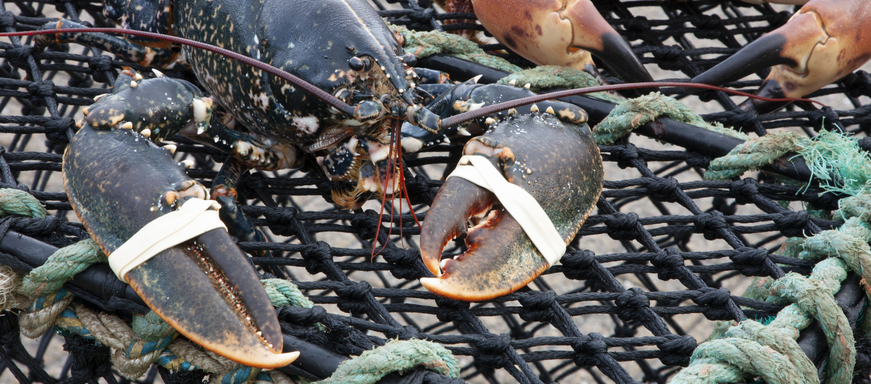 Scottish Shellfish Products PDK Shellfish Oban