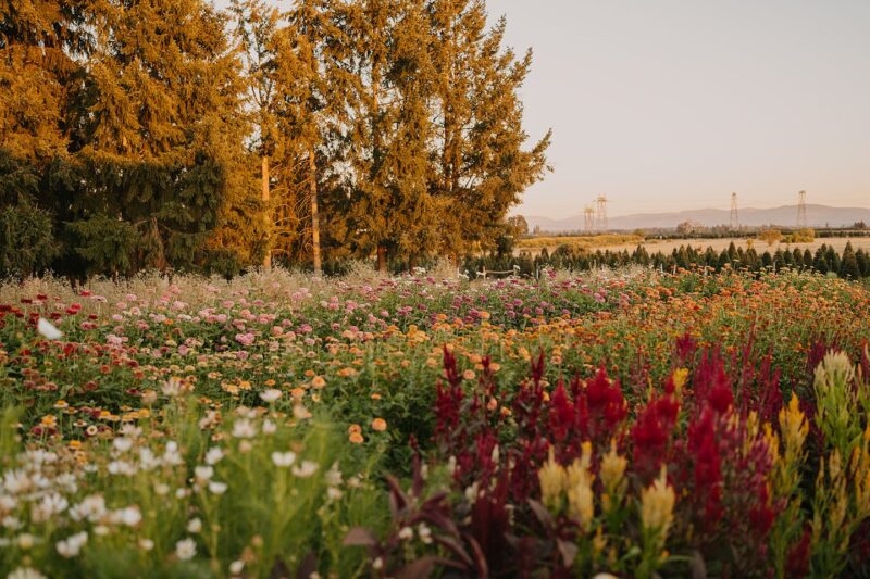 UCut Holiday Tree Farms