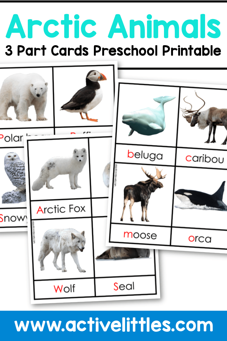 Arctic Animals 3 Part Cards Printable Payhip