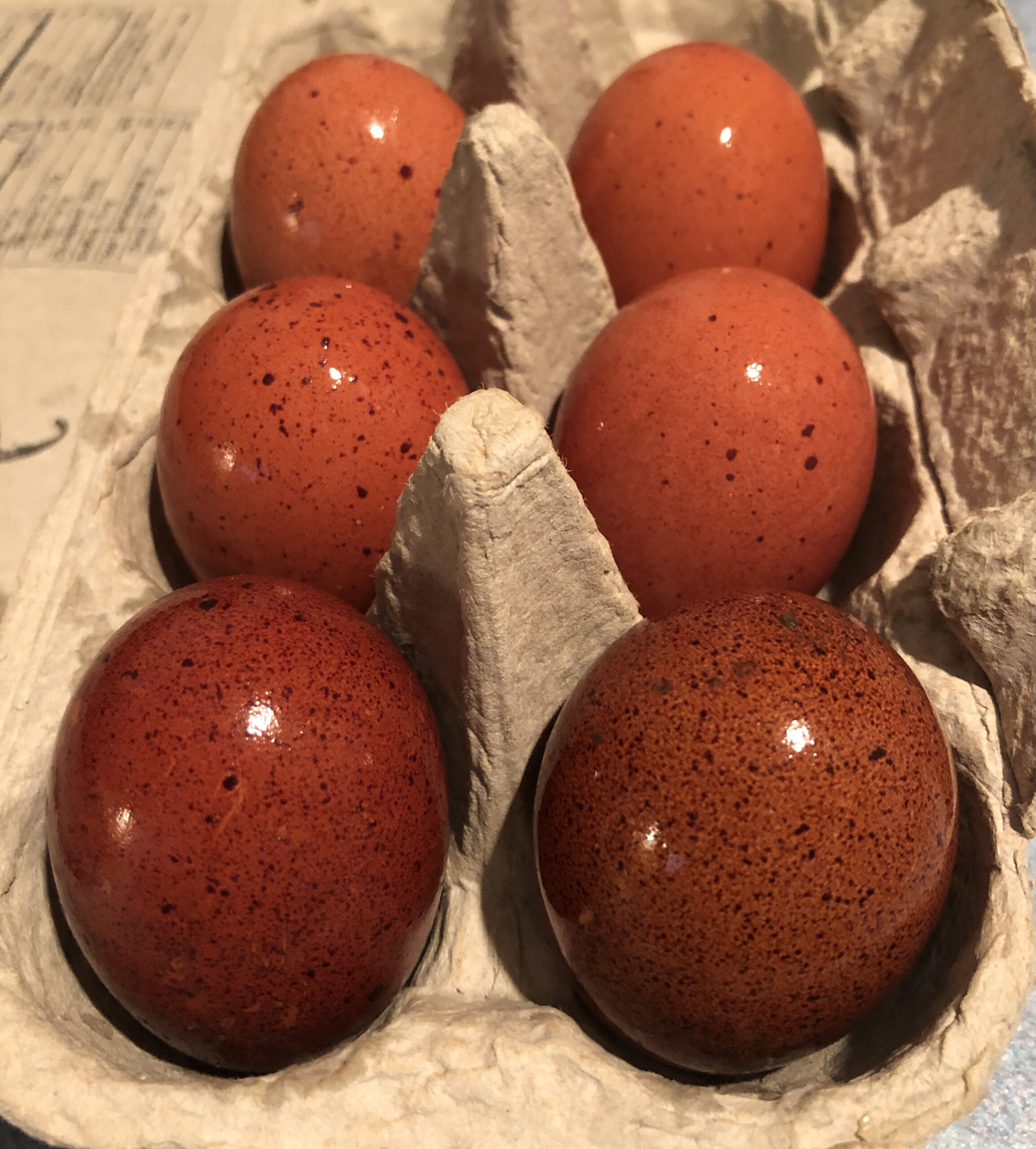 10+ Black Copper Marans Hatching Eggs Peace Farm Store