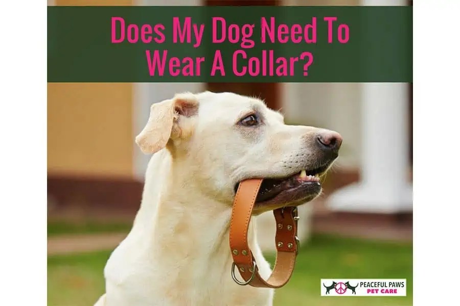 Does A Dog Need To Wear His Rabies Tag