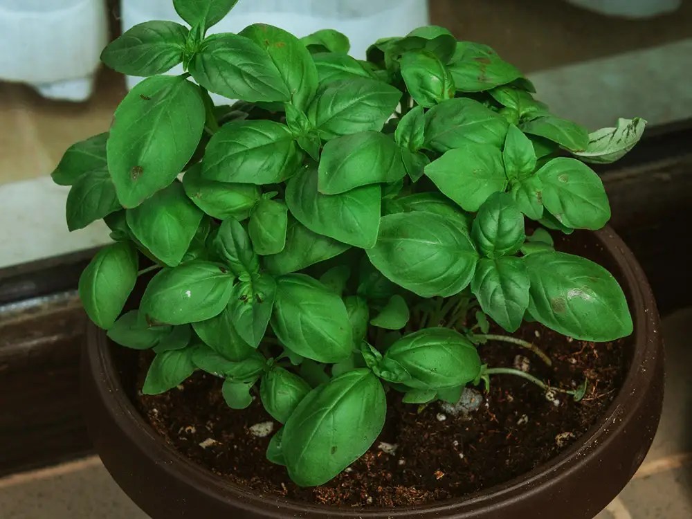 Basil Container Size Matters Growing Basil In Containers Peace Love