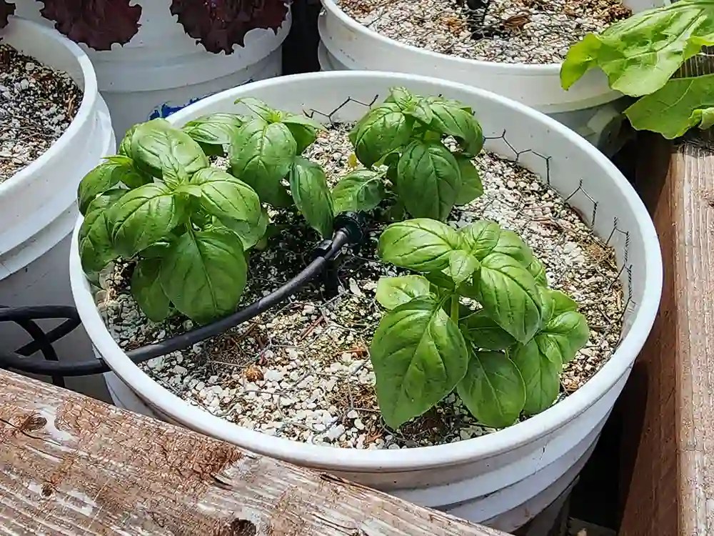 Basil Container Size Matters Growing Basil In Containers Peace Love