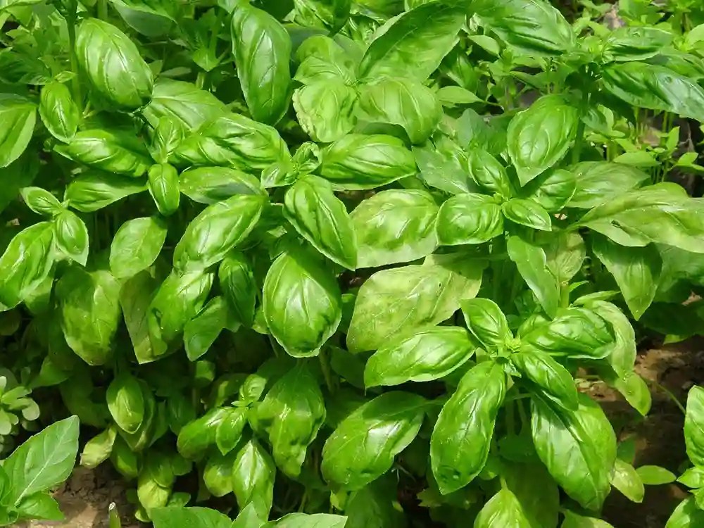 Best Fertilizer for Basil Secrets for a FlavorPacked Harvest Peace
