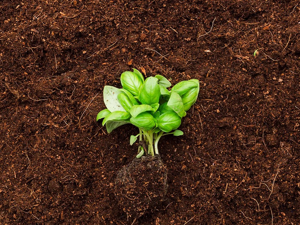 Best Soil for Basil Your Complete Guide to Soil Types and Mixes