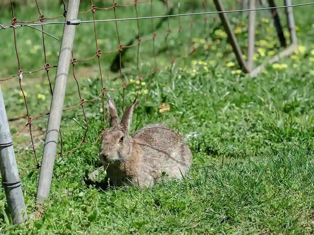 Best Rabbit Repellents Keep Your Garden Safe and Beautiful Peace