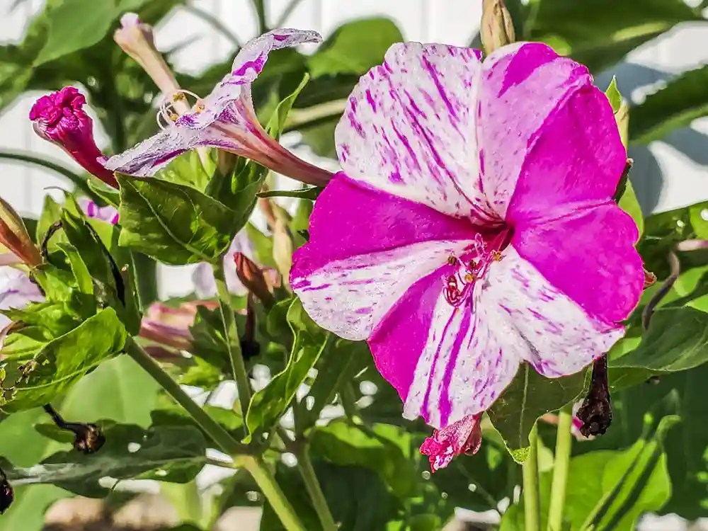 Grow Four O'Clocks From Seed Say Hello to Beautiful Blooms Peace