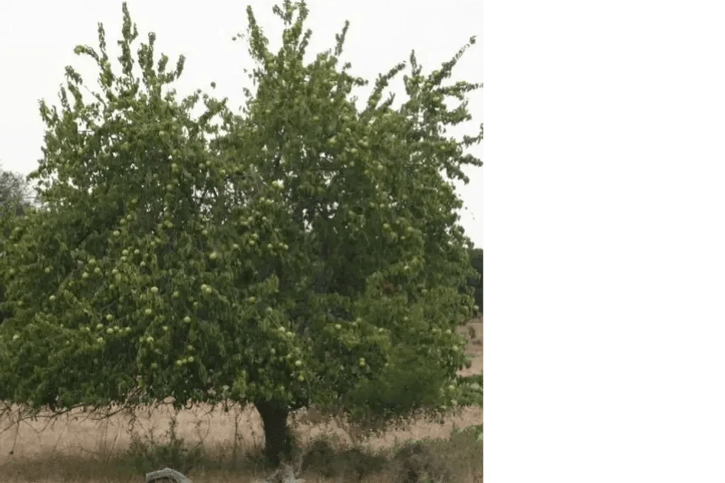 Bois d'Arc Tree Peace Treaty