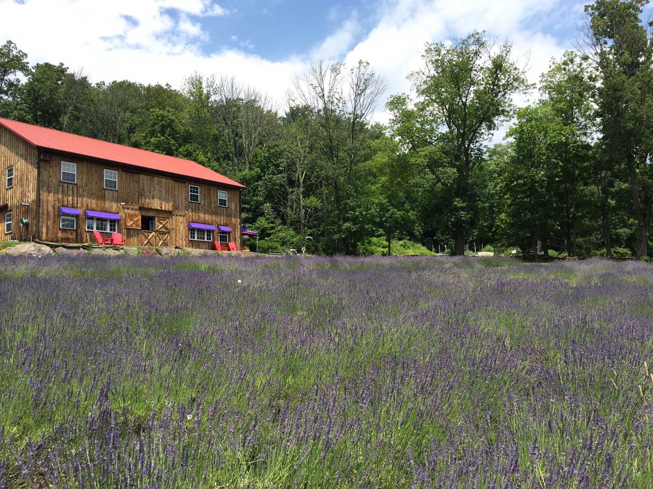 Farm Photos Peace Valley Lavender Farm