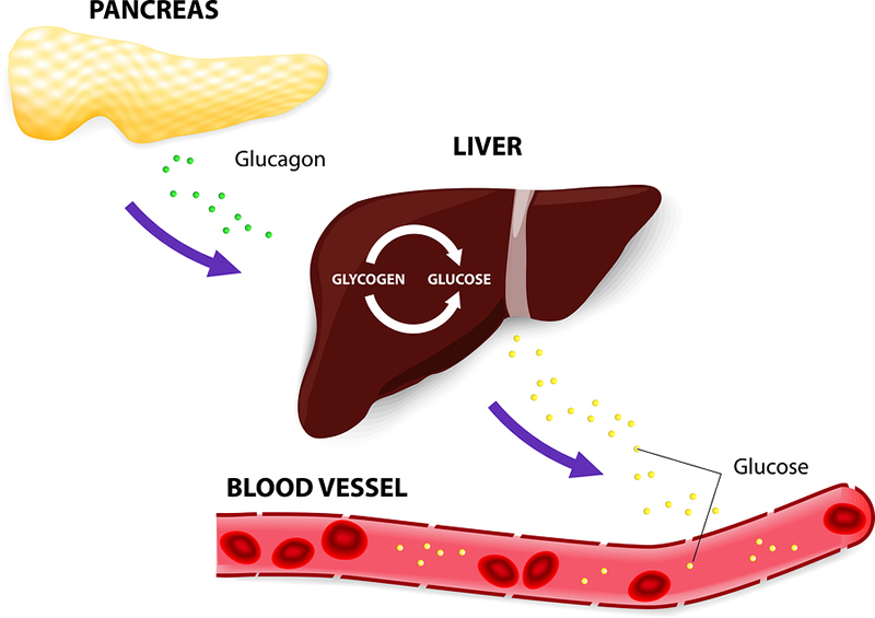 Glycogen &amp; Hormone Balance Peace With Endo