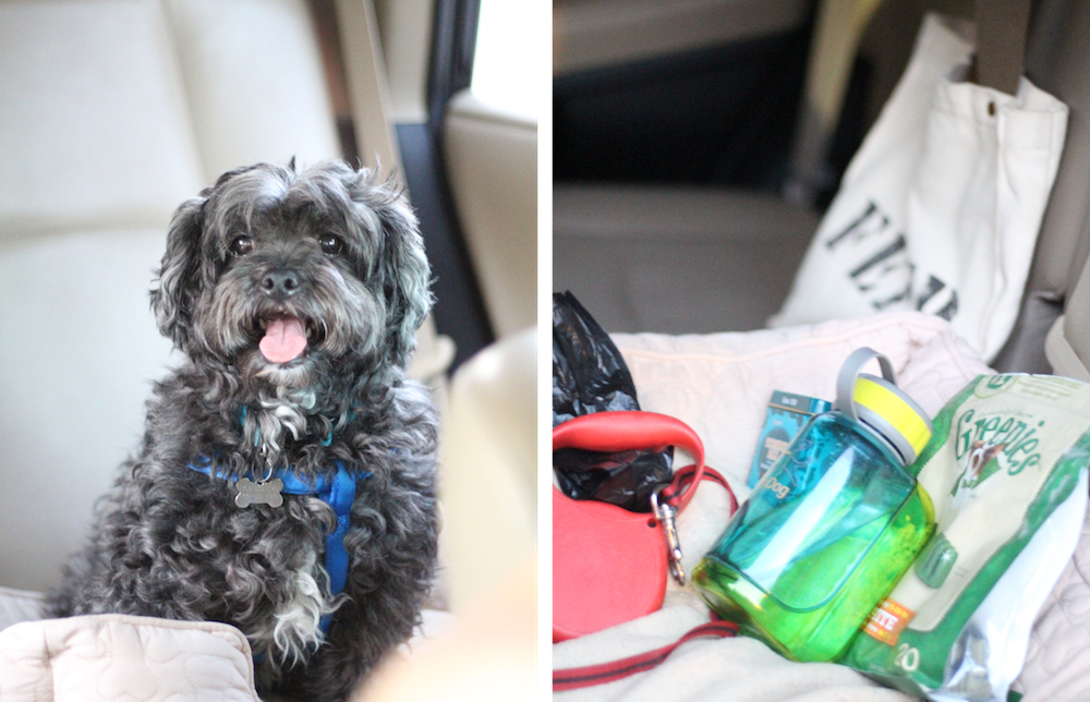 Atlanta Dog Parks & The Essentials Peachfully Chic