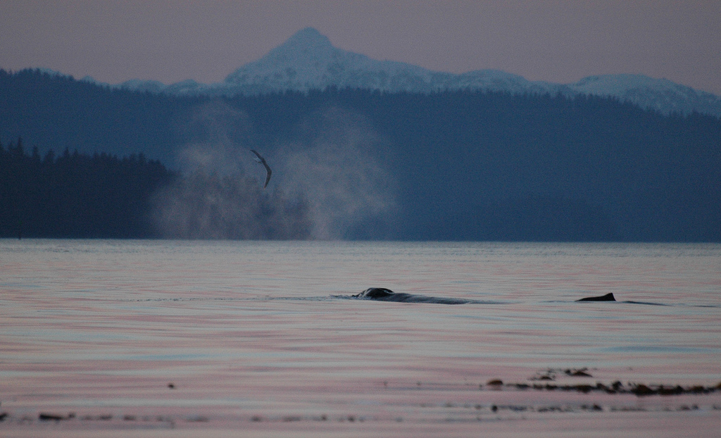 Whales on the way home peak 5390