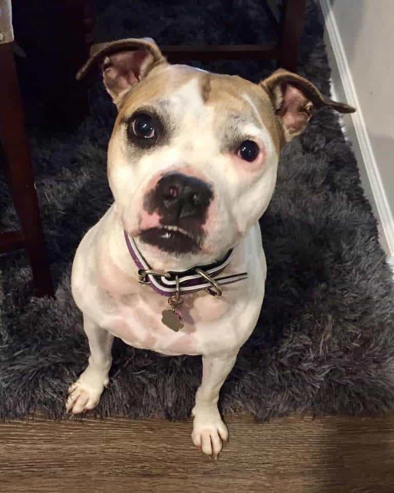 Raleigh Dog Walkers New Puppy Services in Raleigh