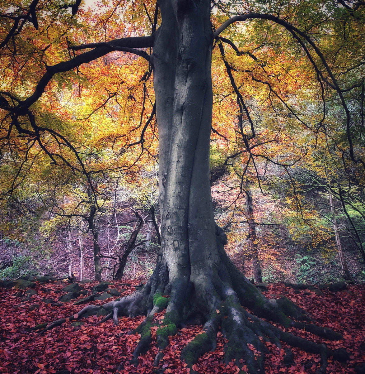 peak fall colors virginia 2023 Autumn Glow Peaklass Peak District Images