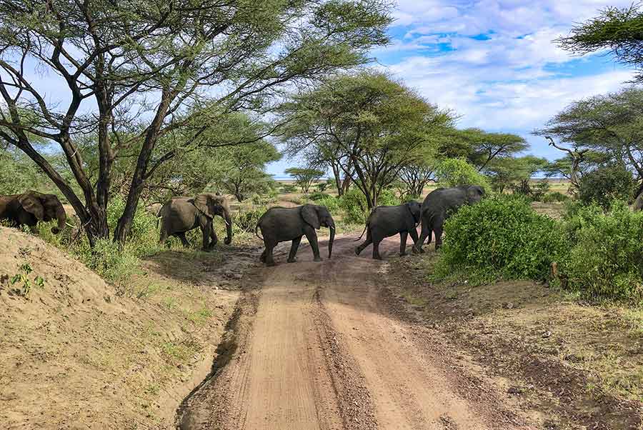 Why Should You Go to Lake Manyara National Park? Climb