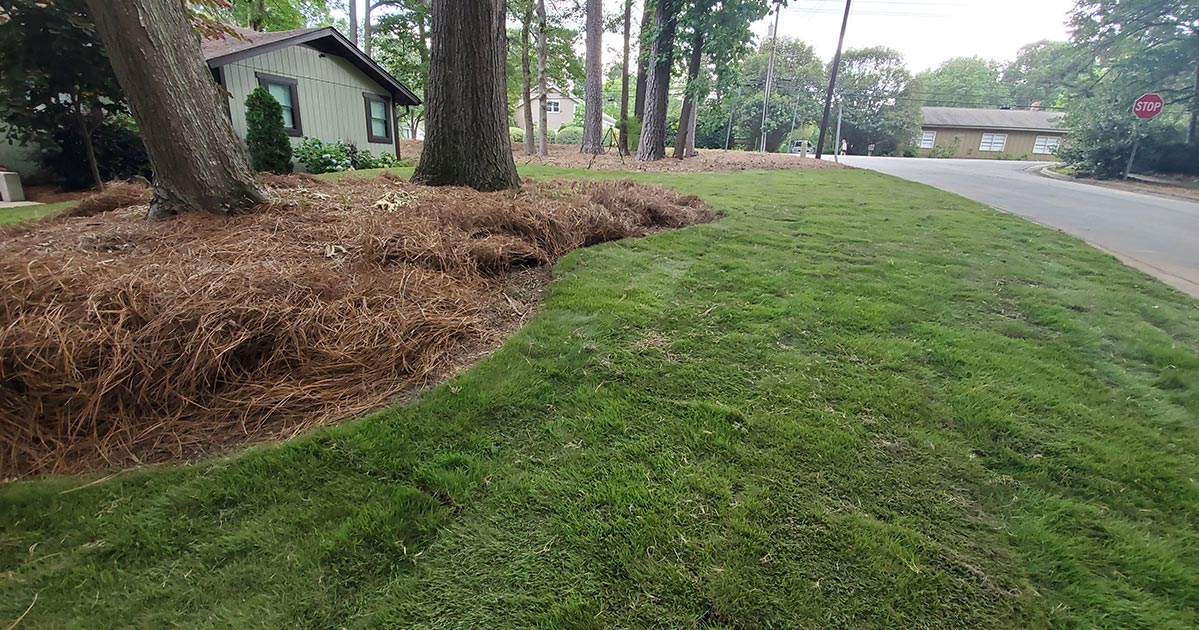 4 Best Grass Types For Your Lawn In Apex, NC Peak Sodding