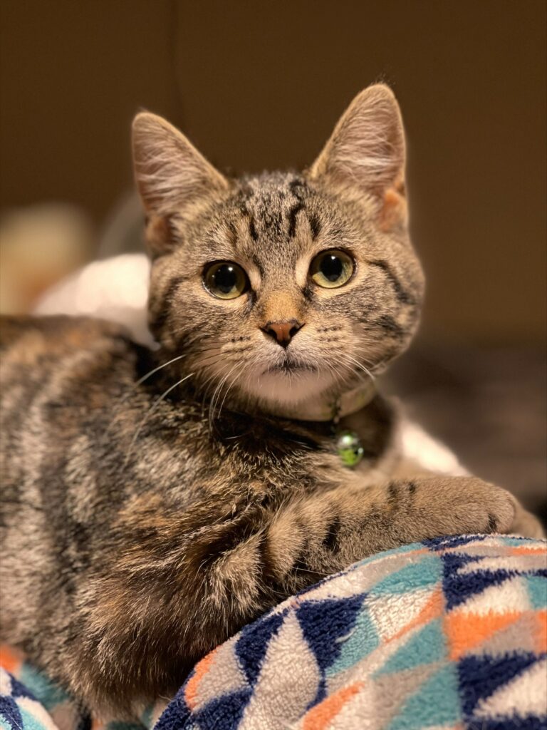 PEAK Veterinary Hospital Cat Vaccinations