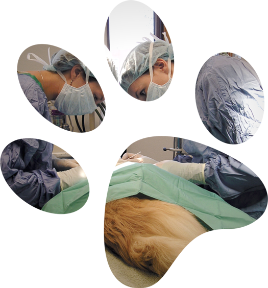 PEAK Veterinary Hospital Peak Veterinary Hospital