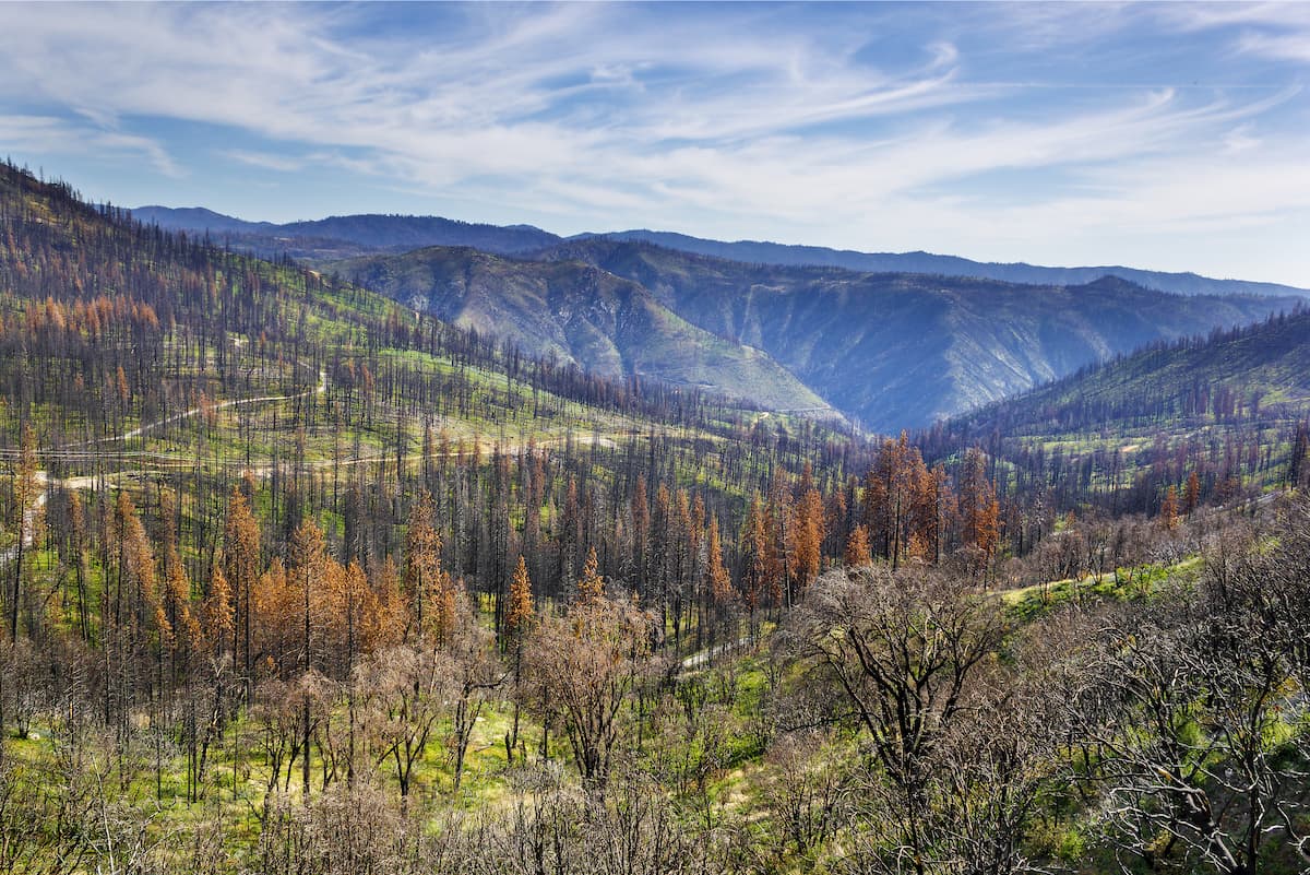 Stanislaus National Forest