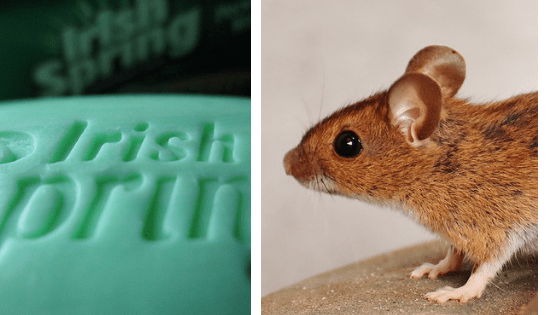Does Irish Spring Soap Keep Mice Away? | Peak Yard