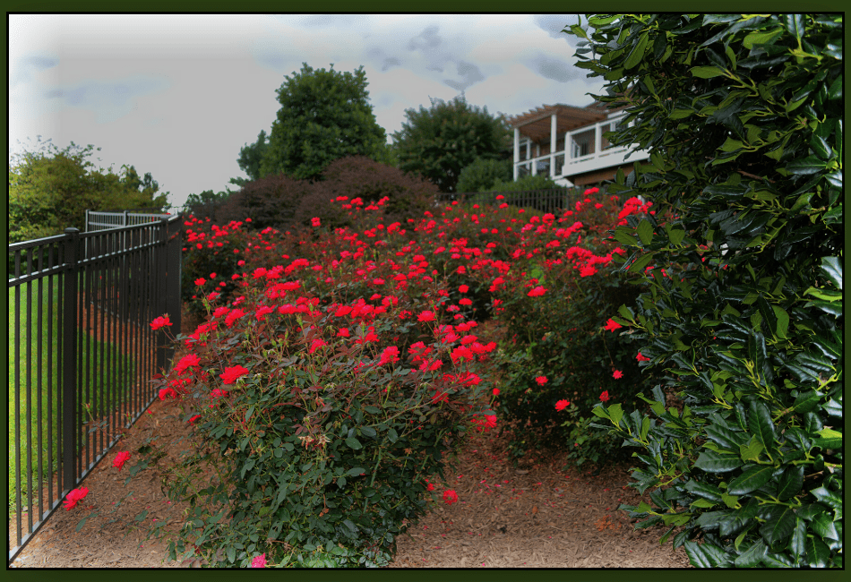 Do Knock Out Roses Have Thorns? Peak Yard