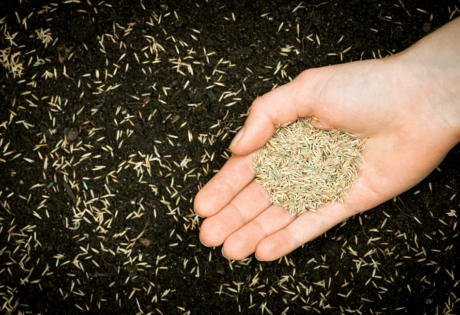 Does Grass Seed Have To Be Covered? Peak Yard