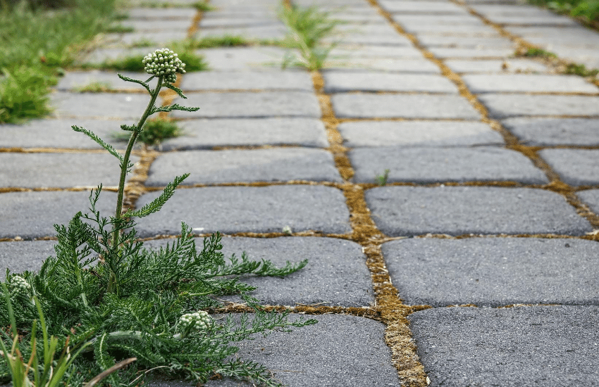 Does Boiling Water Kill Weeds? Peak Yard