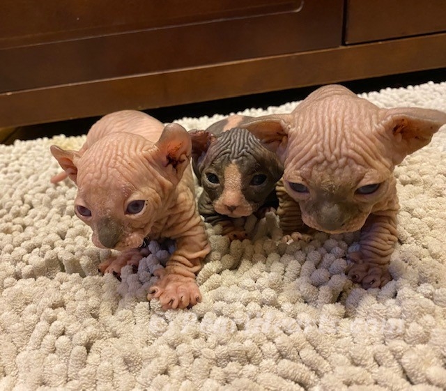 Litter Pearlhearts Seattle Sphynx Cattery