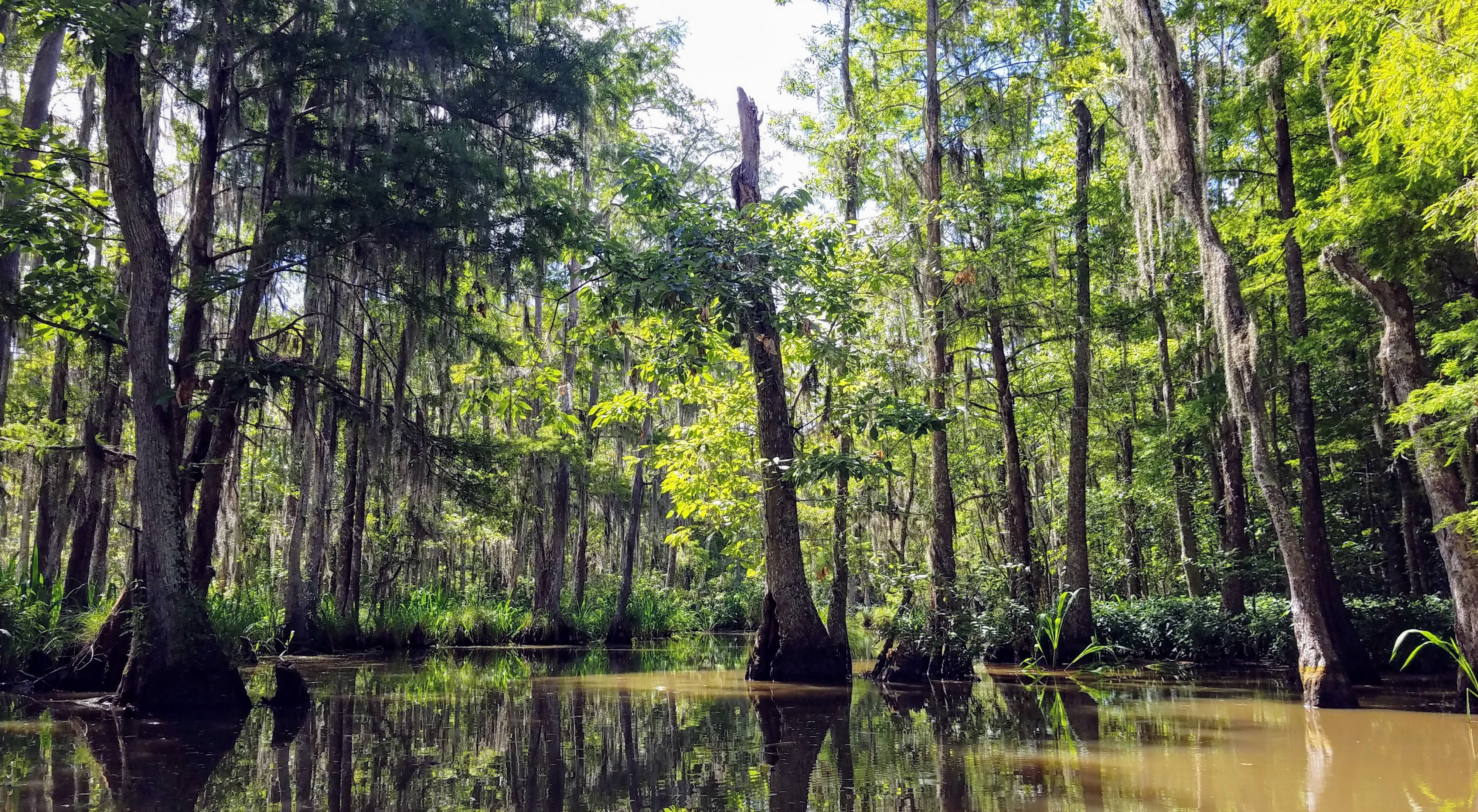 Nature's Mat Finding Bliss in Mississippi's SUP Yoga Sanctuaries.