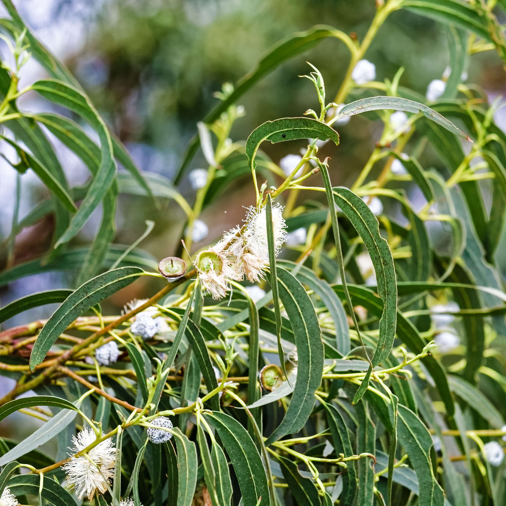 Eucalyptus Globulus Essential Oil Pearls Of Nature