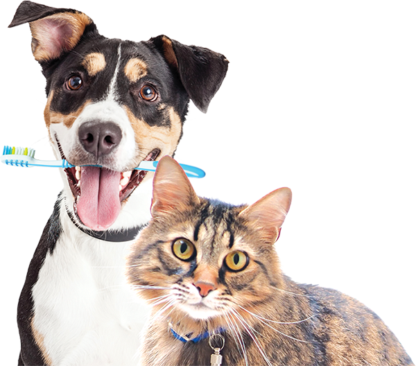 Pet Dental Care —No Anesthesia Pearly White Pets