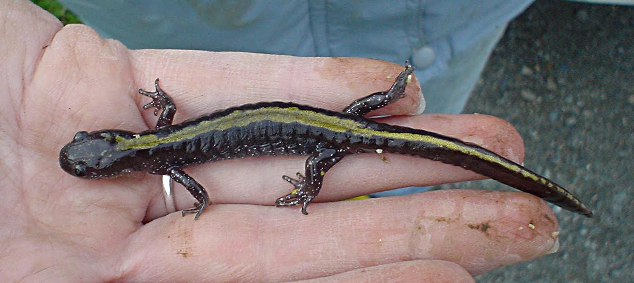 Longtoed Salamander Pearson Ecological