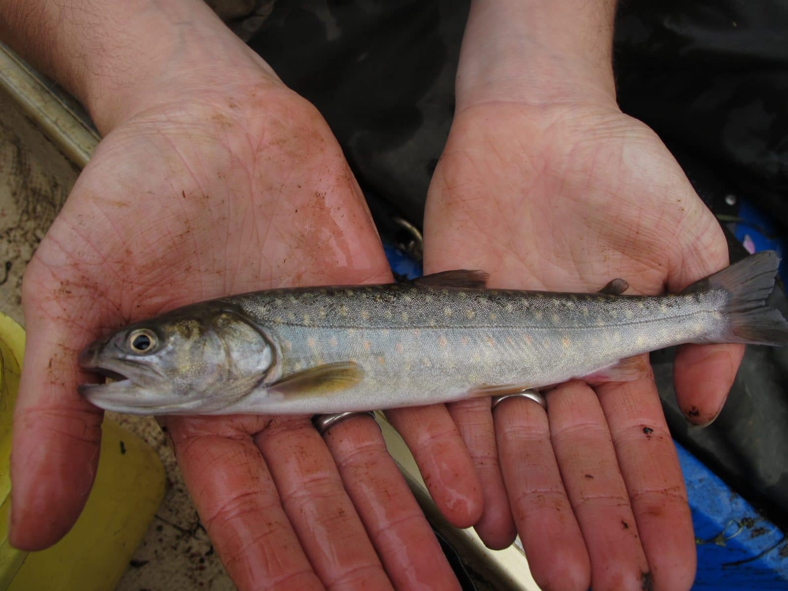 Dolly Varden Pearson Ecological