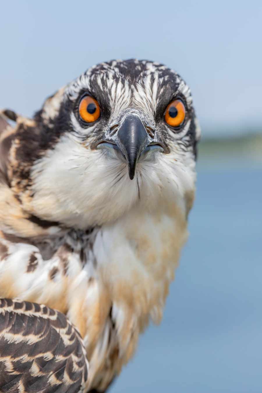 Pearson Osprey Pad Supports Osprey Nests for Mass Audubon Pearson Pilings