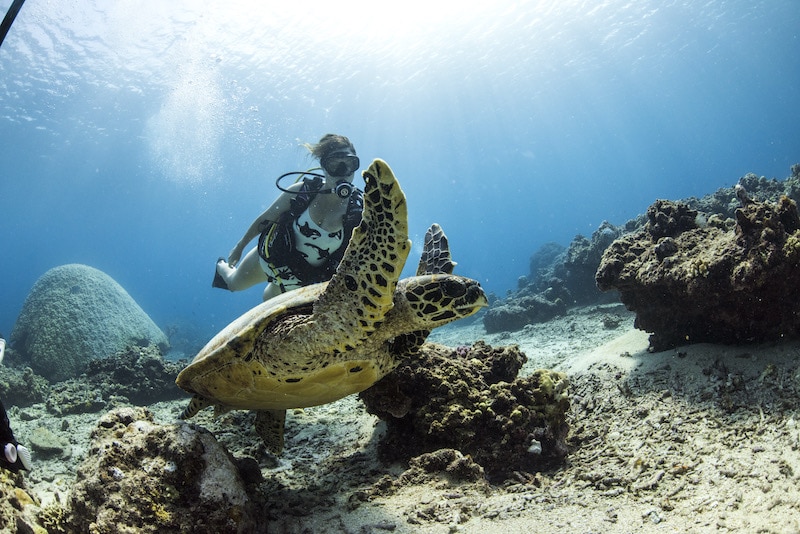 3 Reasons Why You Should Go Diving In Bali! Bali Dive Resort Pebble