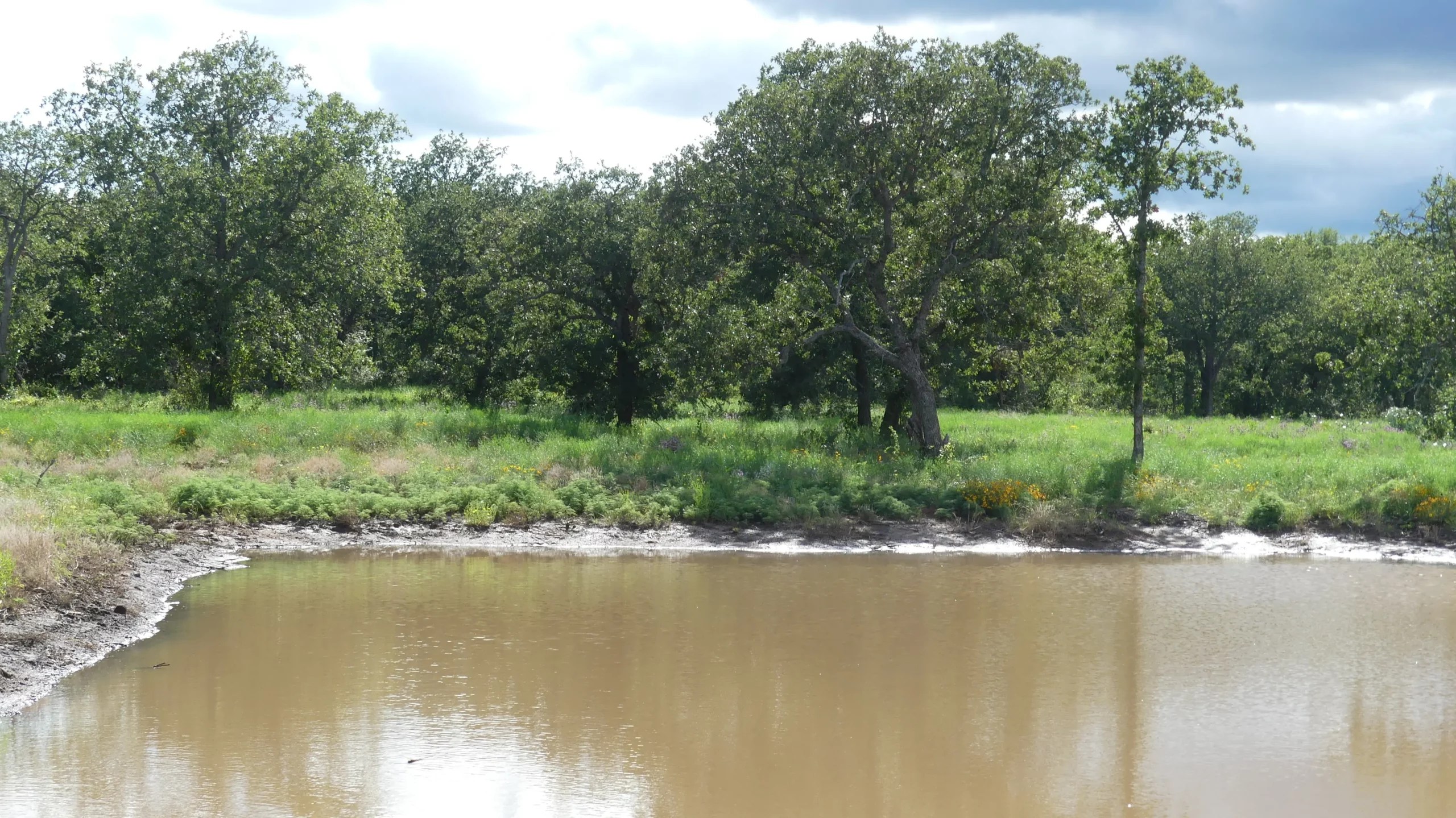 For Sale Pecan Bayou Cattle