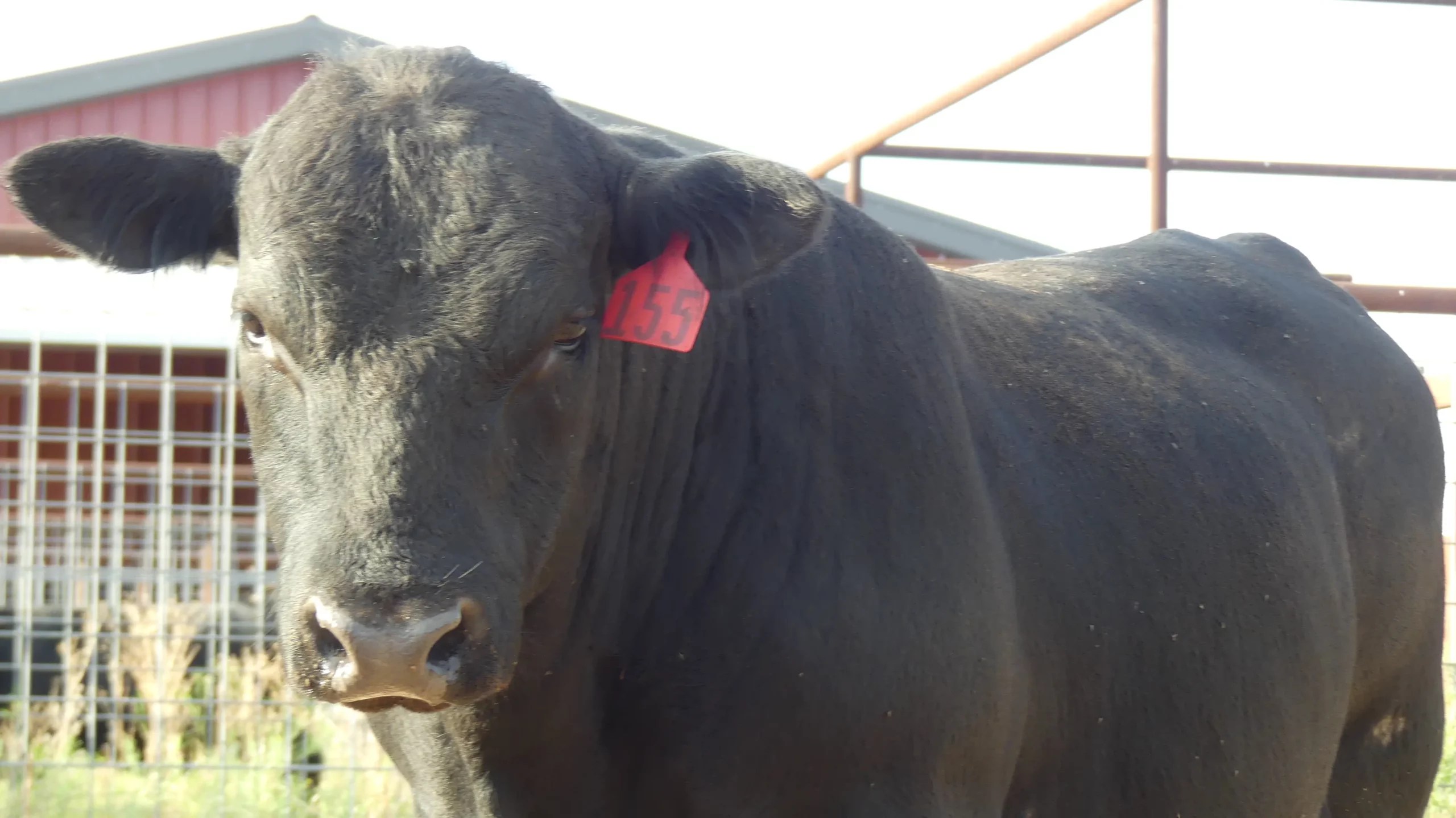 For Sale Pecan Bayou Cattle