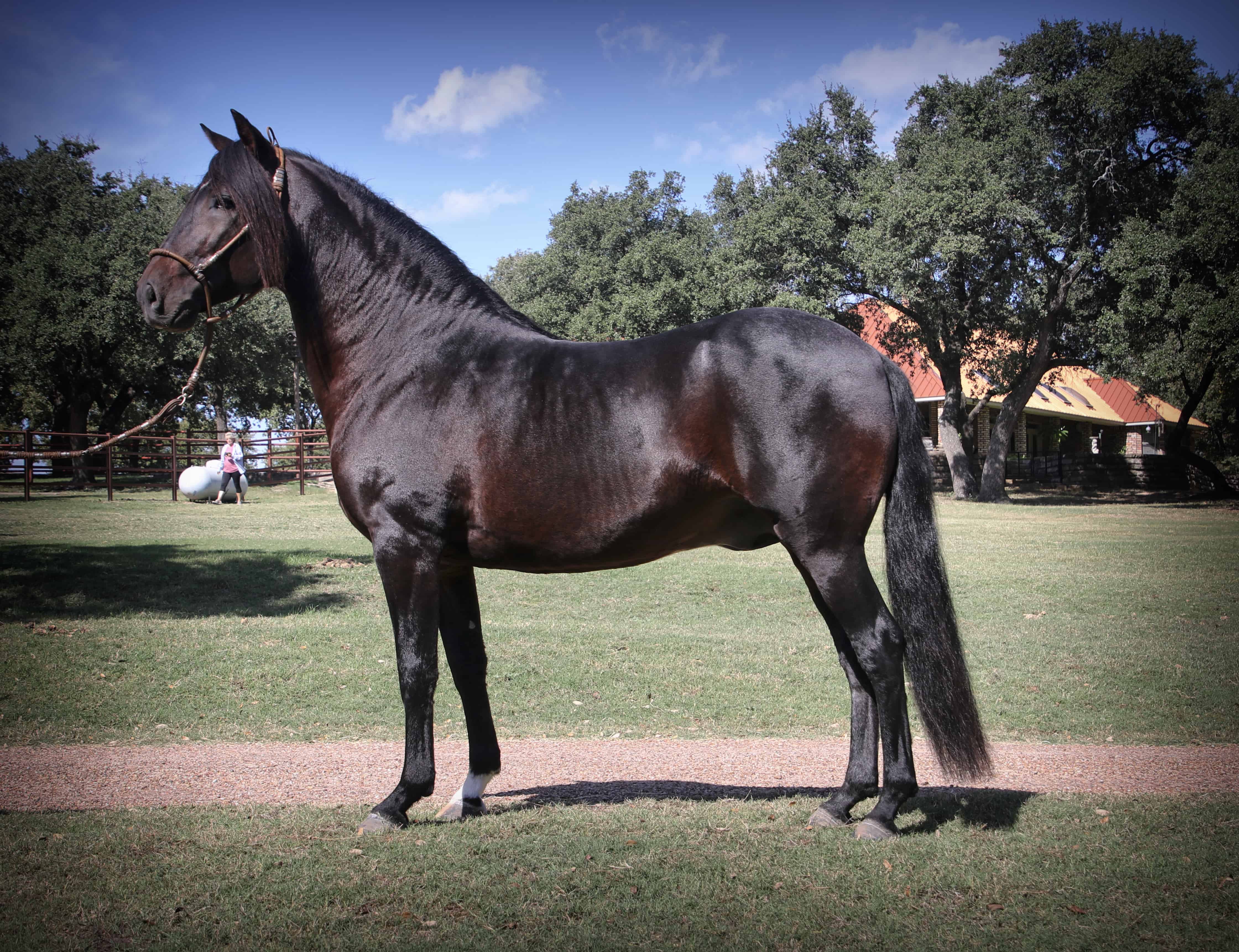 Pecan Valley Ranch Peruvian Horses Weatherford, Texas